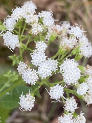 Ageratina aromatica