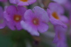 Lantana achyranthifolia