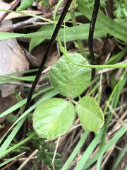 Desmodium varians
