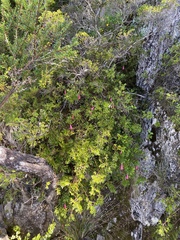 Philesia magellanica