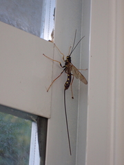 Megarhyssa nortoni