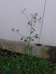 Cyanthillium cinereum
