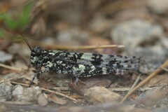 Trimerotropis saxatilis