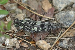 Trimerotropis saxatilis