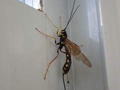 Megarhyssa nortoni