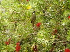 Meliphaga lewinii
