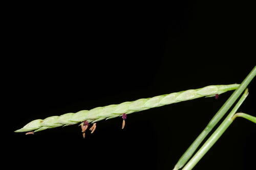 Seashore paspalum (Paspalum vaginatum)