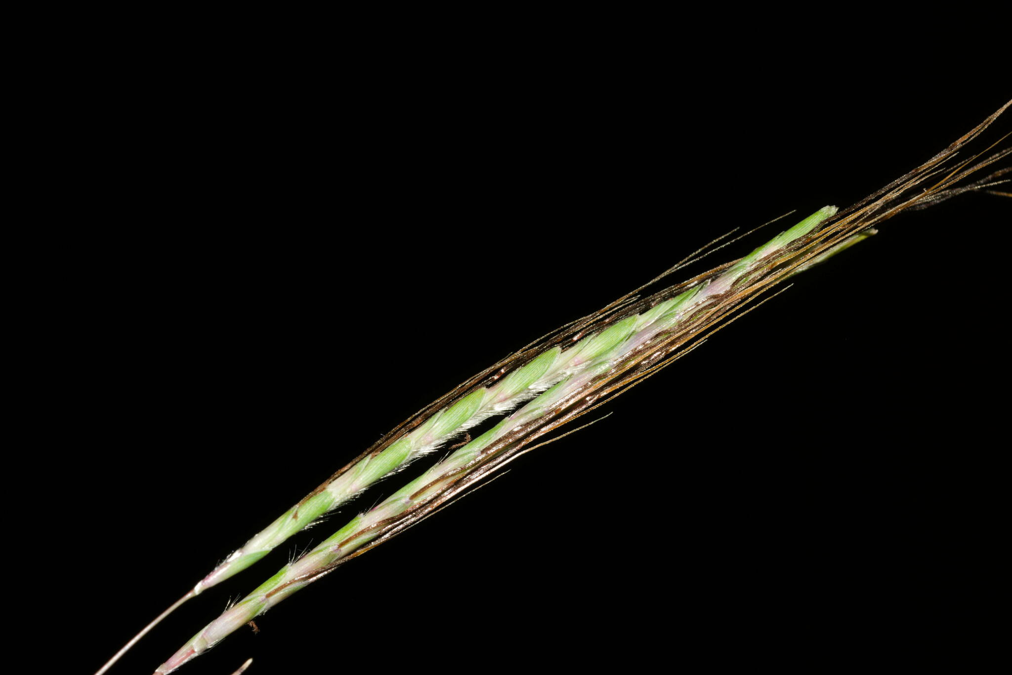 Dichanthium tenue