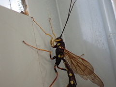 Megarhyssa nortoni