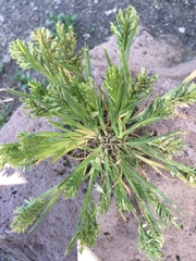 Sclerochloa dura