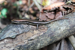 Copeoglossum nigropunctatum