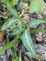 Syngonium