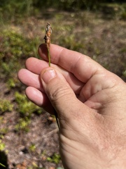 Xyris caroliniana