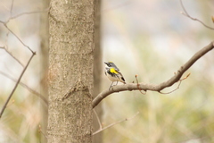 Setophaga coronata coronata