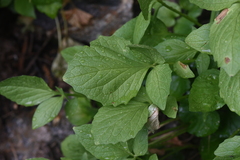 Valeriana sitchensis