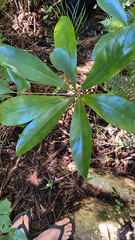 Corynocarpus laevigatus