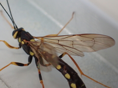 Megarhyssa nortoni