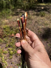 Xyris caroliniana