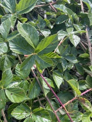 Rubus hispidus