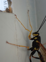 Megarhyssa nortoni