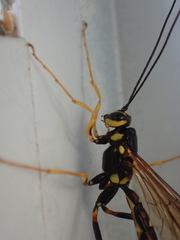 Megarhyssa nortoni