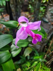 Sobralia