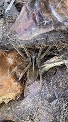 Dolomedes minor