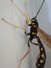 Megarhyssa nortoni