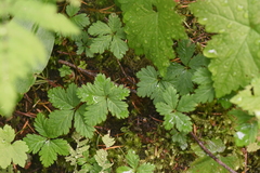 Rubus pedatus