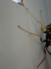 Megarhyssa nortoni