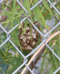 Polistes exclamans
