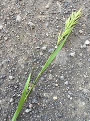 Bromus scoparius