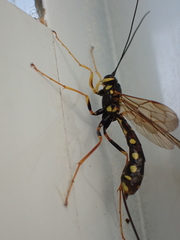 Megarhyssa nortoni