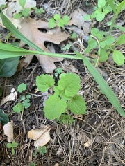 Lamium