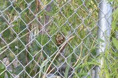 Polistes exclamans