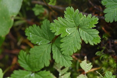 Rubus pedatus