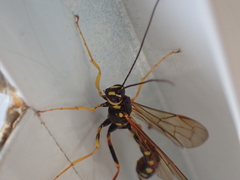 Megarhyssa nortoni