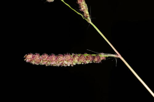 Paspalum fimbriatum iNat (2)