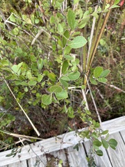 Betula pumila