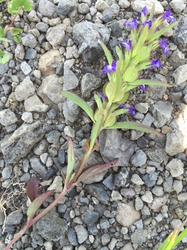 Lallemantia (Lamiaceae (Mint) of the Pacific Northwest) · iNaturalist