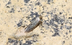 Acalyptris lotella