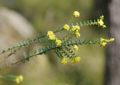 Pimelea flava flava