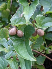 Dioscorea polystachya