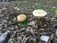 Agrocybe