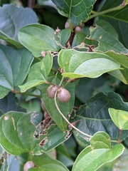Dioscorea polystachya