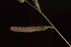 Paspalum fimbriatum