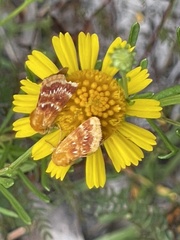 Schinia fulleri