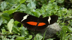 Heliconius clysonymus