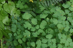 Thalictrum occidentale
