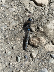 Rhionaeschna variegata